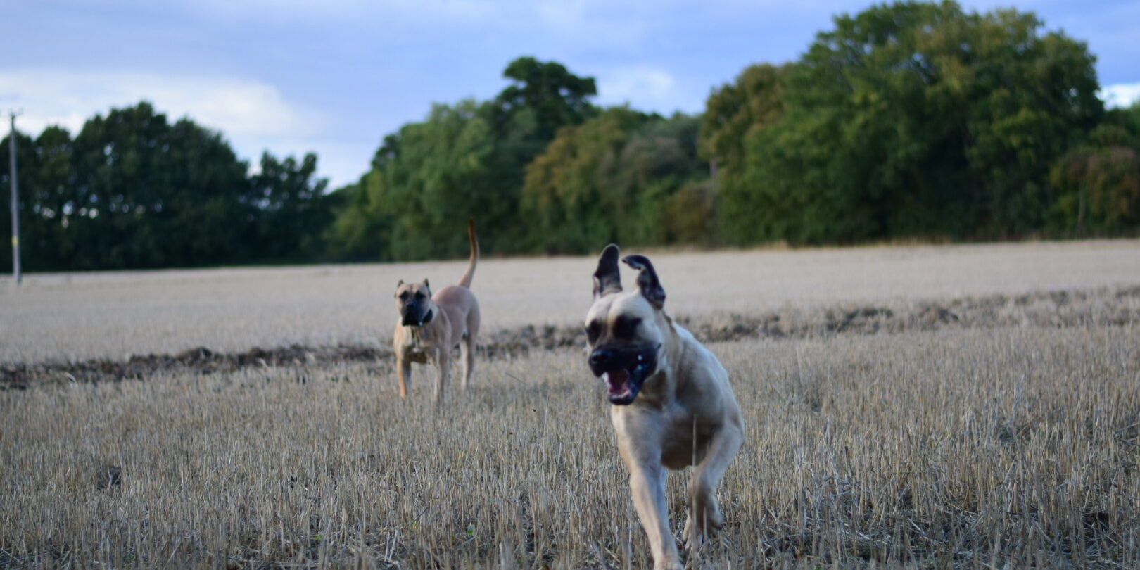 Bullbrook Kennel Bullbrook Kennel