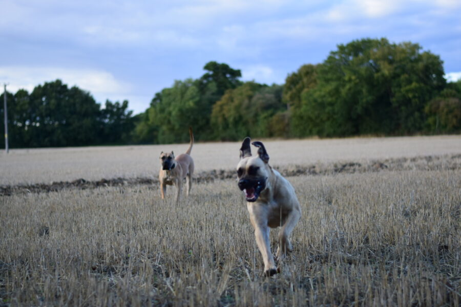 Bullbrook Kennel