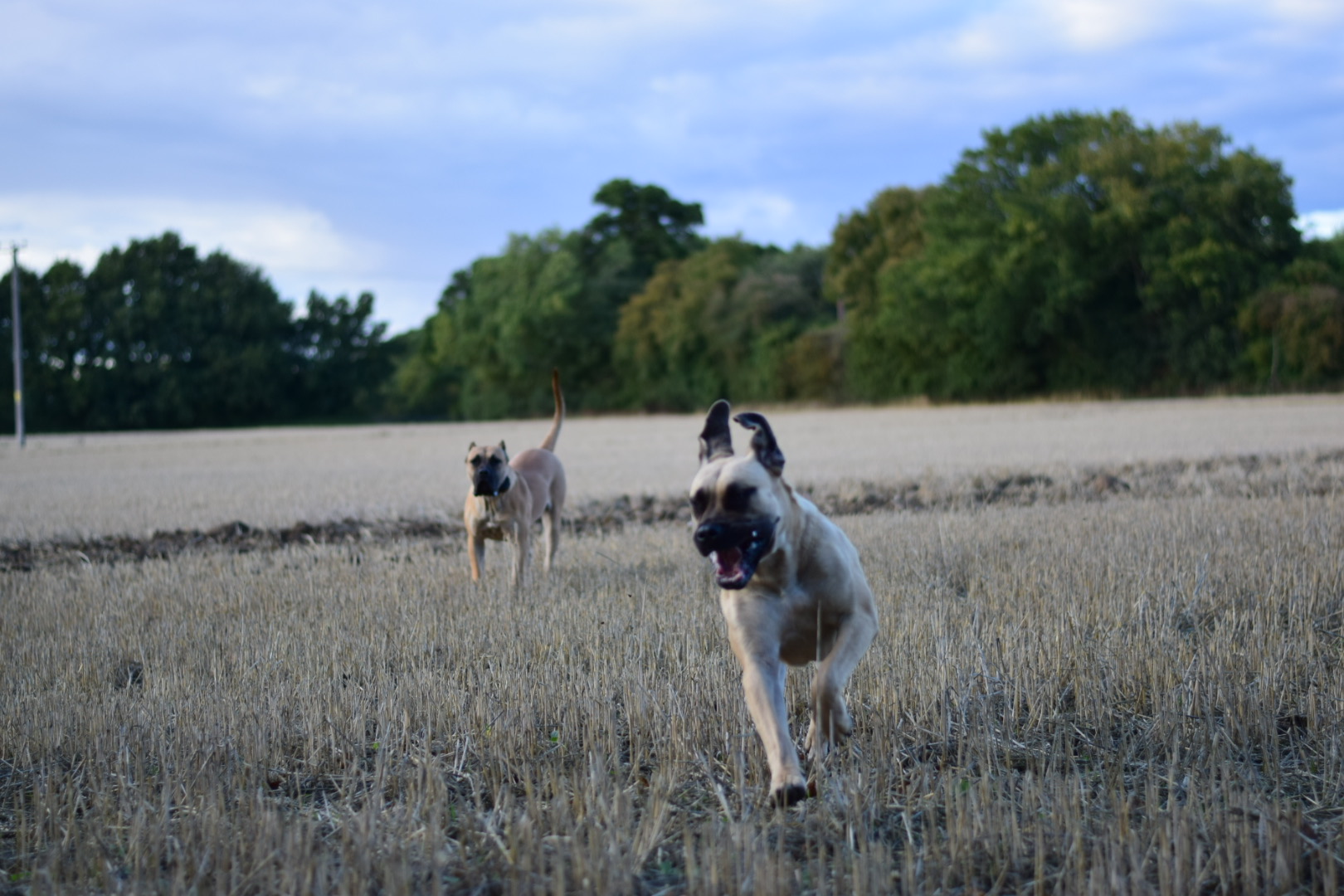 Bullbrook Kennel