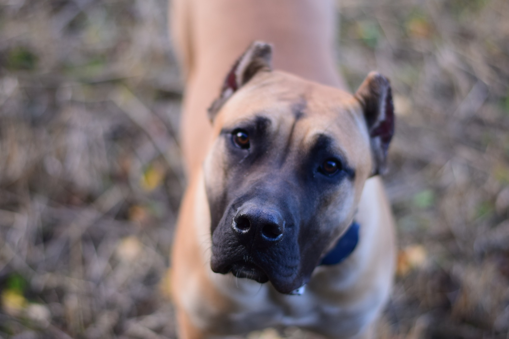 Bullbrook Kennel