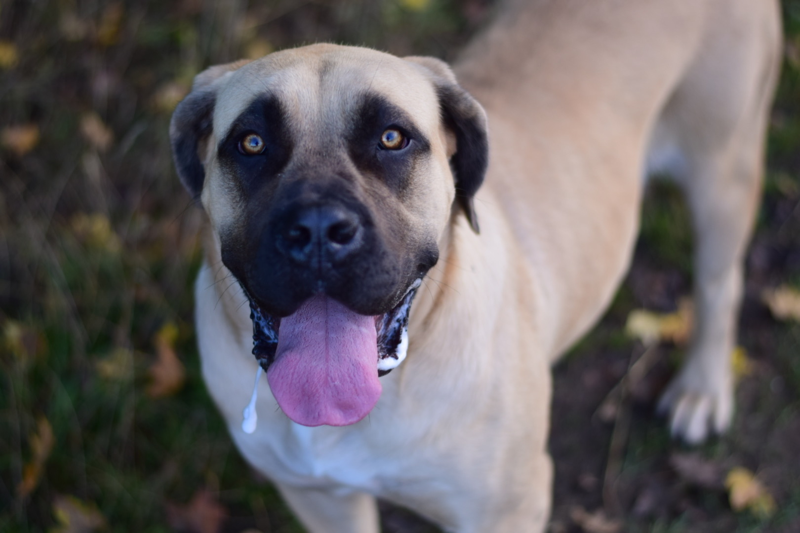 Bullbrook Kennel