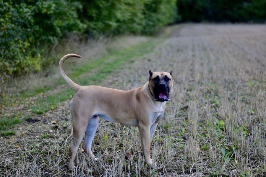 Bullbrook Kennel