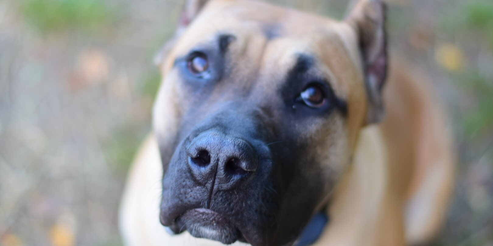 Bullbrook Kennel Bullbrook Kennel