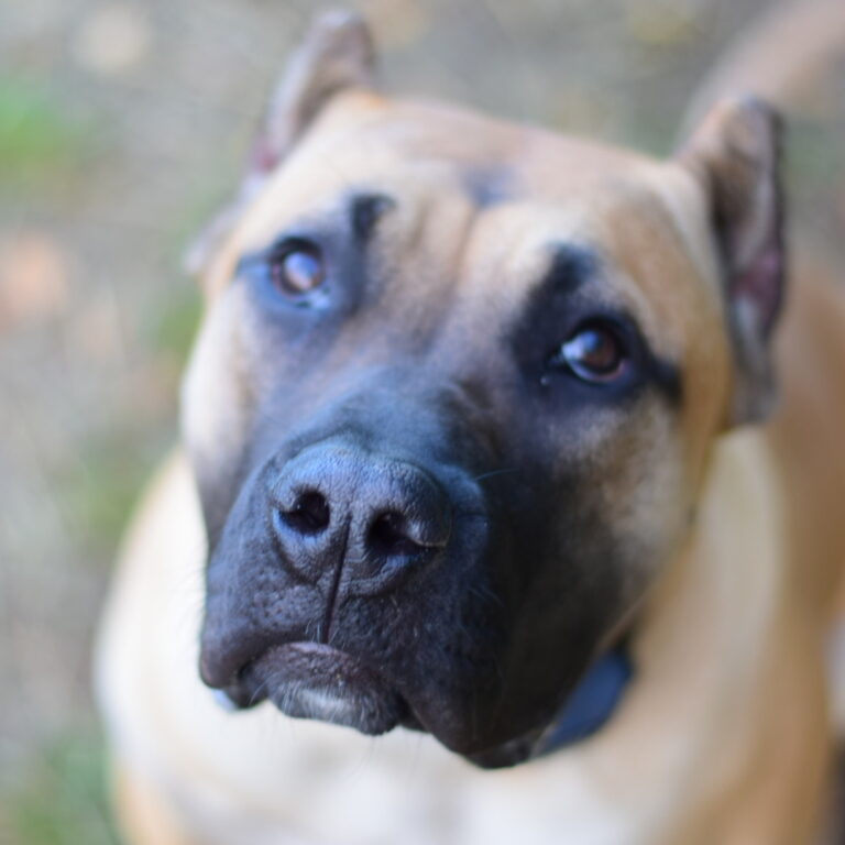 Bullbrook Kennel Bullbrook Kennel