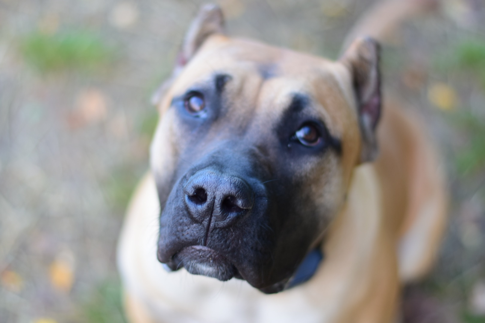 Bullbrook Kennel