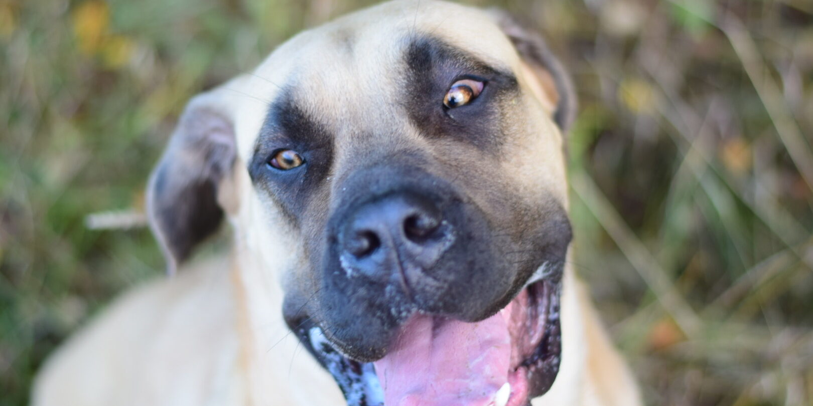 Bullbrook Kennel Bullbrook Kennel