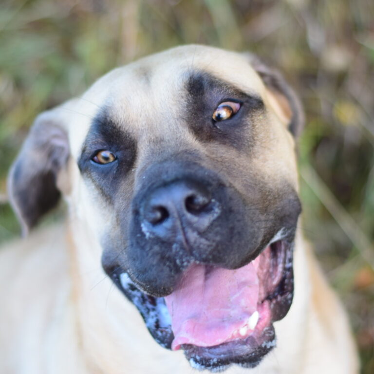 Bullbrook Kennel Bullbrook Kennel