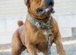 Are Boerboels Good Family Dogs? | Complete Owner's Guide