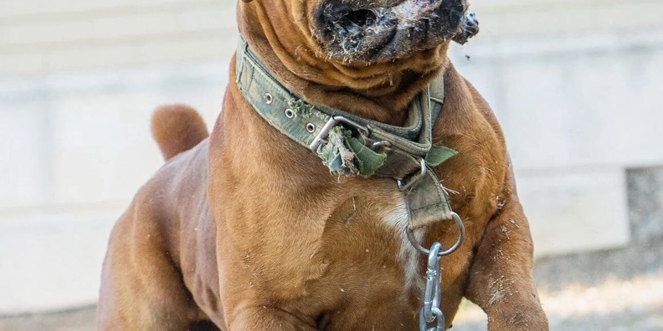 Are Boerboels Good Family Dogs? | Complete Owner's Guide