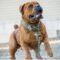 Are Boerboels Good Family Dogs? | Complete Owner's Guide