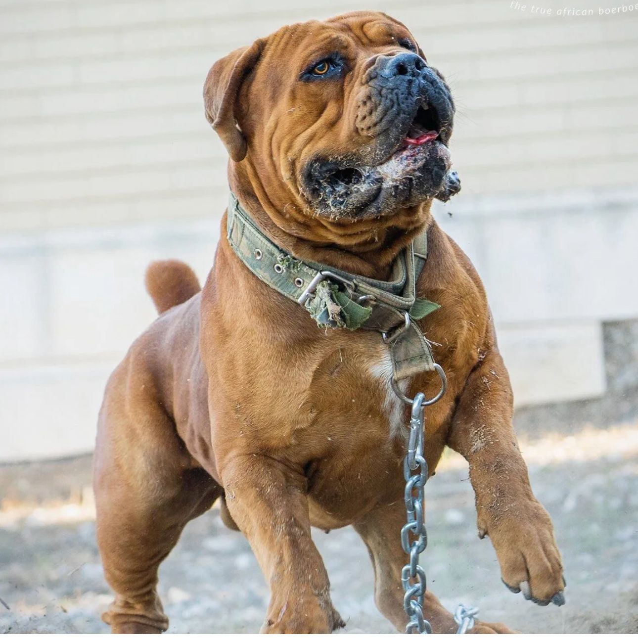 Sire - Afrika Tarzan