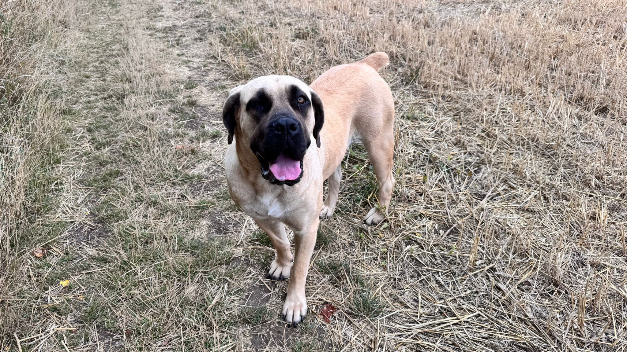 Elite Guard Jessinah