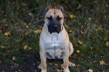 Havana Milk Way Ludas