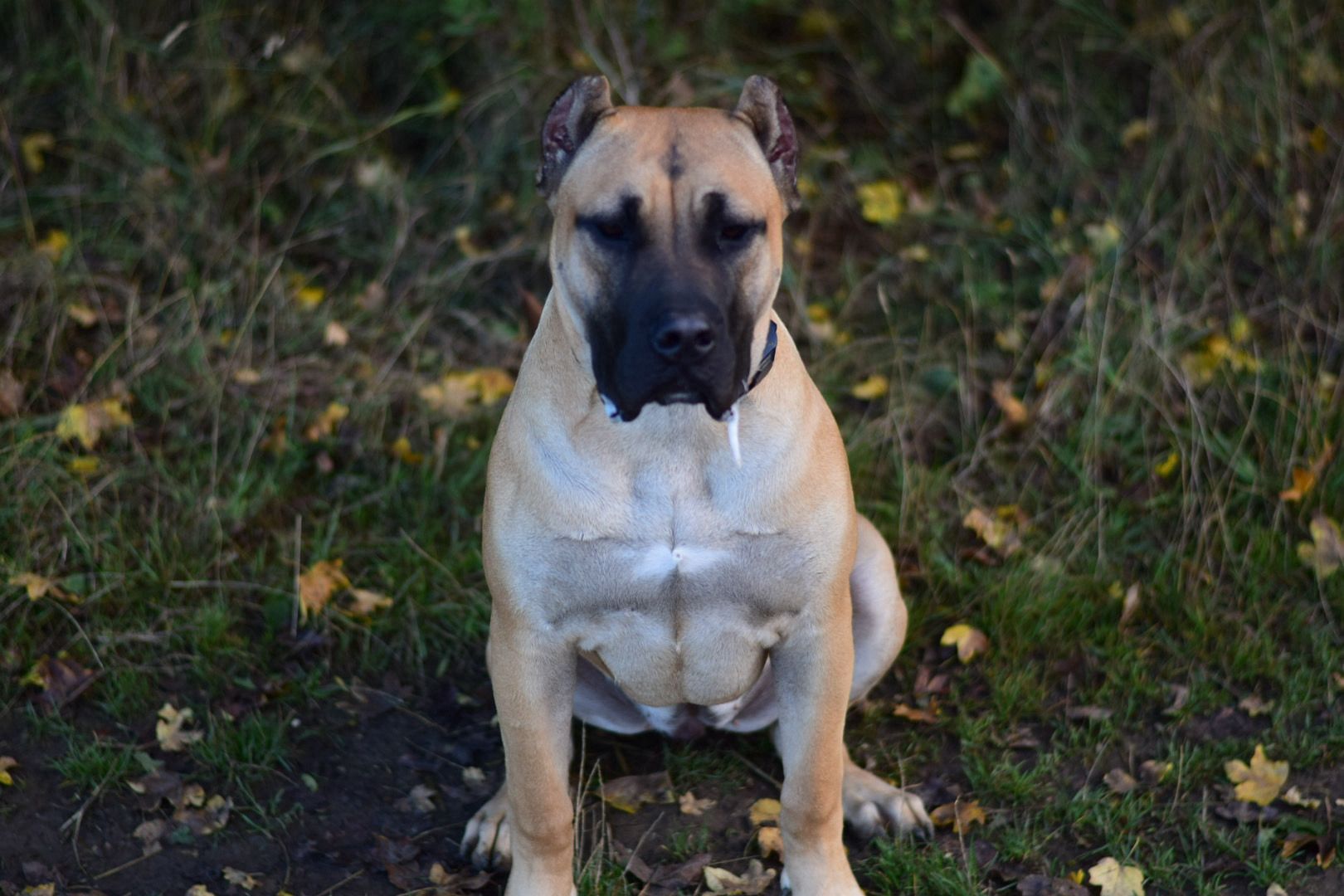 Havana Milk Way Ludas