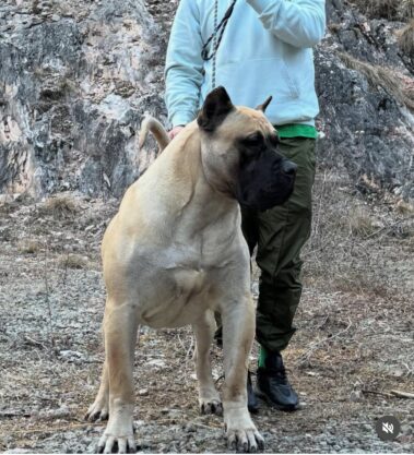 Sire - Armageddon Canchas De Los Guanchos