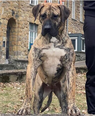 Dam - R_Atlanta Milky Way Kennel