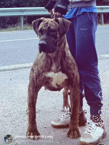 Dam - R_Atlanta Milky Way Ludas