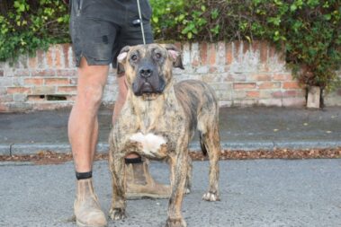 Farina Milky Way Ludas