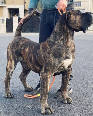 Sire - General Milky Way Ludas