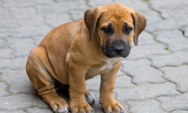 Boerboel Puppies