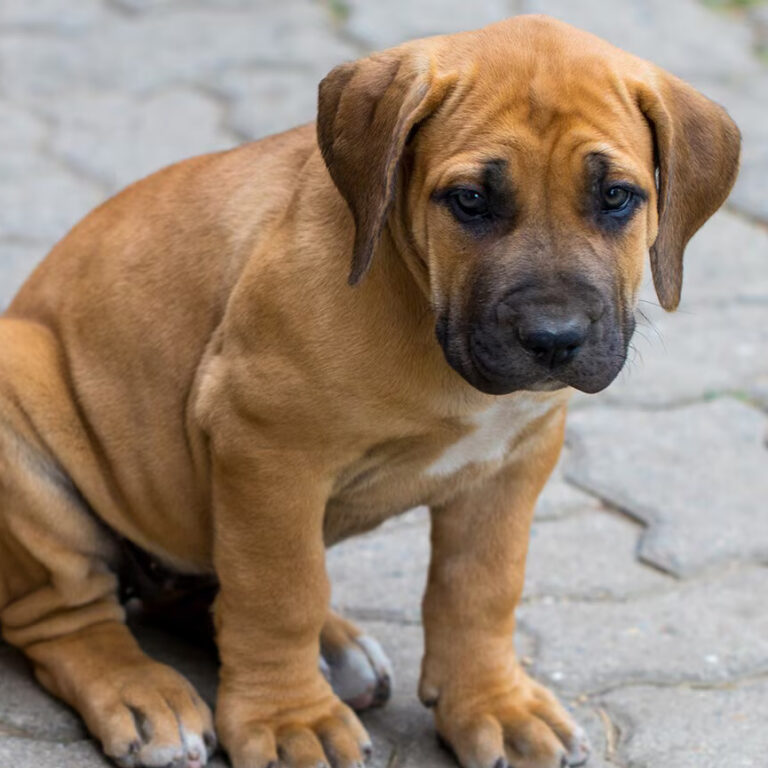 Boerboel Puppies Boerboel Puppies