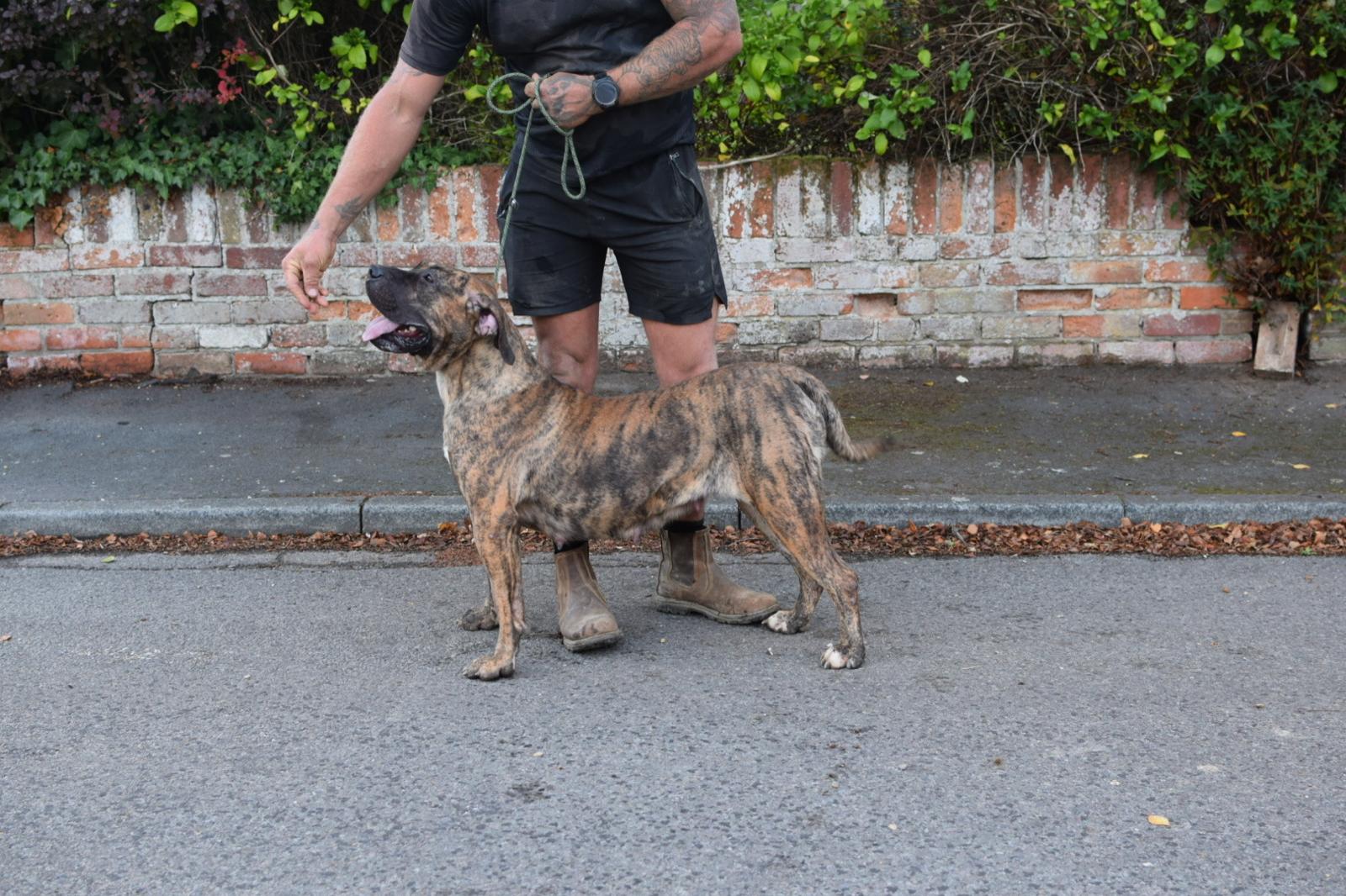 Farina Milky Way Ludas