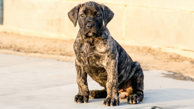 presa canario