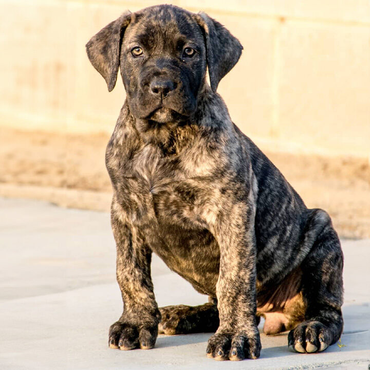 presa canario