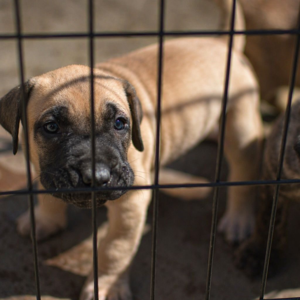 Bullbrook Kennel - Presa Canario Puppies