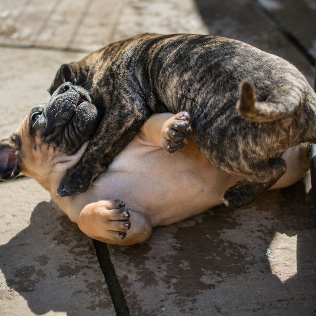 Bullbrook Kennel - Presa Canario Puppies