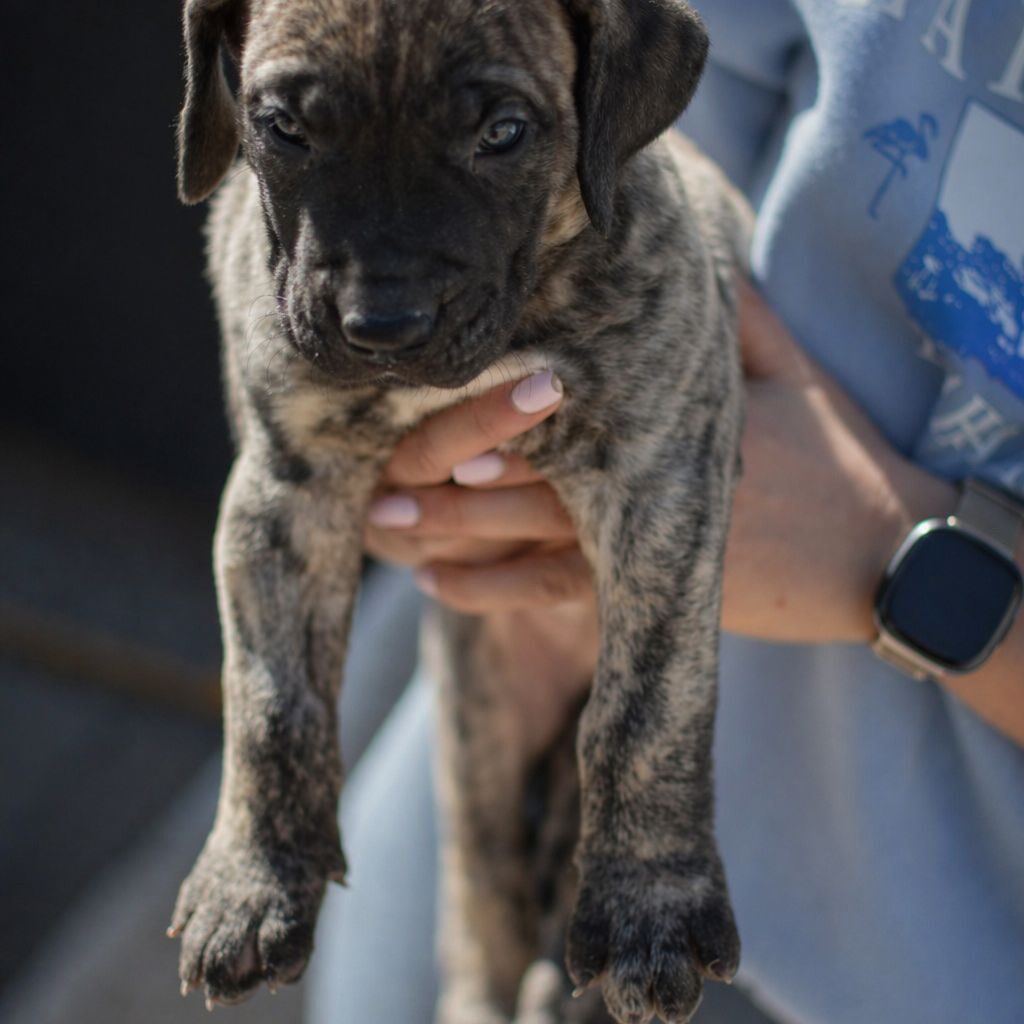 Bullbrook Kennel - Presa Canario Puppies