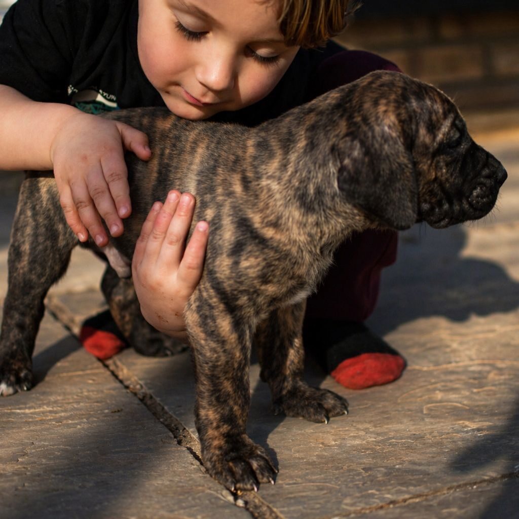 Bullbrook Kennel - Presa Canario Puppies