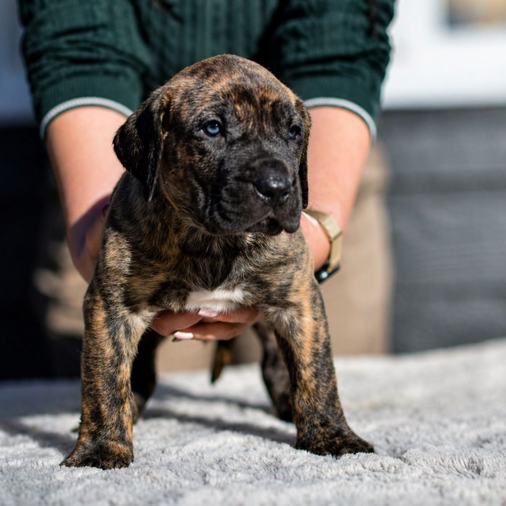 Bullbrook Kennel - Presa Canario Puppies