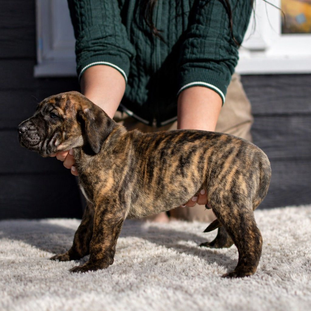 Bullbrook Kennel - Presa Canario Puppies