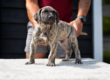 Presa Canario Temperament Explained: What To Expect From This Powerful Guardian Bree