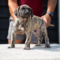 Presa Canario Temperament Explained: What To Expect From This Powerful Guardian Bree