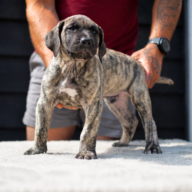 Presa Canario Temperament Explained: What To Expect From This Powerful Guardian Bree Presa Canario Temperament Explained: What To Expect From This Powerful Guardian Bree